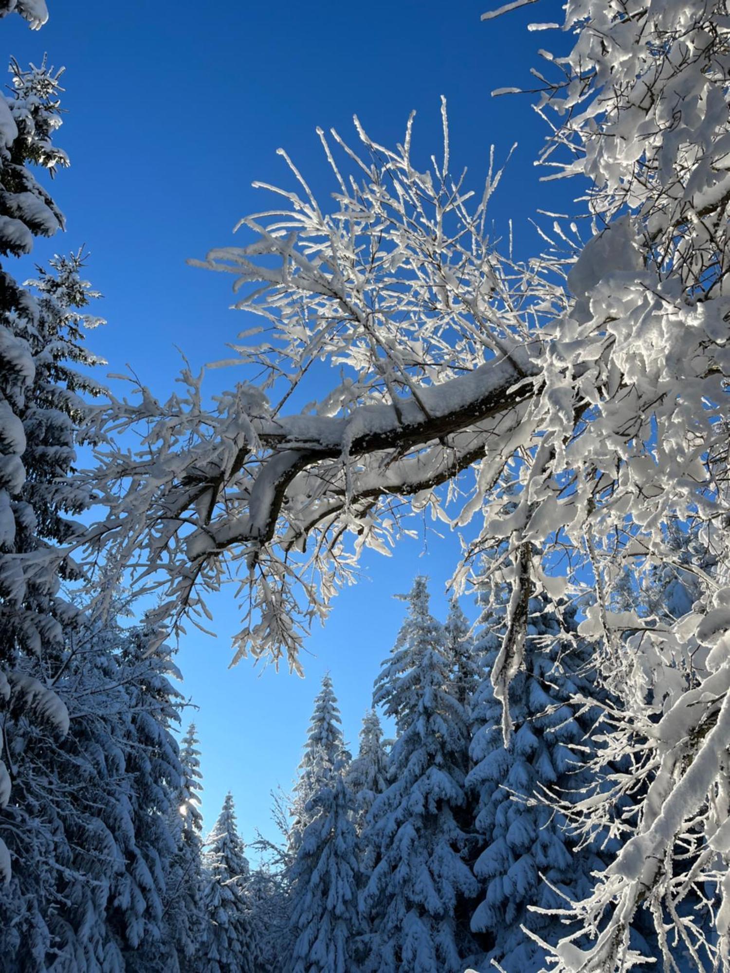 Woodyou - Izerski Resort Świeradów-Zdrój Eksteriør billede